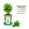 Горшок Базилик зеленый набор для выращивания - фото 12631